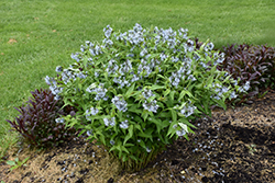 Blue Star Flower (Amsonia tabernaemontana) at The Green Spot Home & Garden