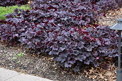 Frosted Violet Coral Bells (Heuchera 'Frosted Violet') at The Green Spot Home & Garden