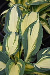 High Society Hosta (Hosta 'High Society') at The Green Spot Home & Garden