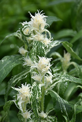 Genti Twisterbell Clustered Bellflower (Campanula glomerata 'Allgentitwist') at The Green Spot Home & Garden