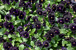 Sorbet Black Delight Pansy (Viola 'Sorbet Black Delight') at The Green Spot Home & Garden