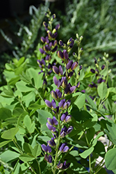 Indigo Spires False Indigo (Baptisia 'Indigo Spires') at The Green Spot Home & Garden