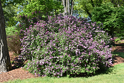 Red Pixie Lilac (Syringa 'Red Pixie') at The Green Spot Home & Garden