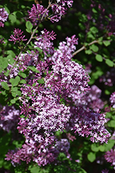 Red Pixie Lilac (Syringa 'Red Pixie') at The Green Spot Home & Garden