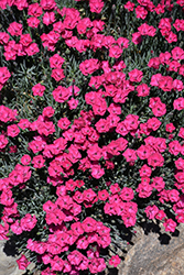 Paint The Town Red Pinks (Dianthus 'Paint The Town Red') at The Green Spot Home & Garden