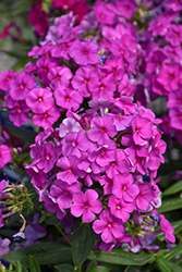 Flame Purple Garden Phlox (Phlox paniculata 'Flame Purple') at The Green Spot Home & Garden