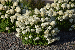 Bobo Hydrangea (Hydrangea paniculata 'ILVOBO') at The Green Spot Home & Garden