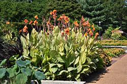 Pretoria Canna (Canna 'Pretoria') at The Green Spot Home & Garden