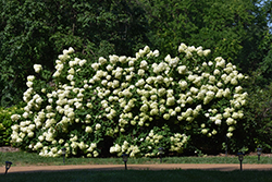 Limelight Hydrangea (Hydrangea paniculata 'Limelight') at The Green Spot Home & Garden