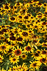 Denver Daisy Coneflower (Rudbeckia hirta 'Denver Daisy') at The Green Spot Home & Garden