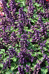 Vista Purple Sage (Salvia splendens 'PAS3292') at The Green Spot Home & Garden