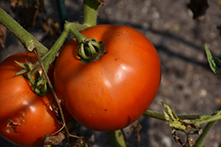 Mountain Merit Tomato (Solanum lycopersicum 'Mountain Merit') at The Green Spot Home & Garden