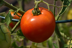 Better Boy Tomato (Solanum lycopersicum 'Better Boy') at The Green Spot Home & Garden