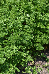 Triple Curled Parsley (Petroselinum crispum 'Triple Curled') at The Green Spot Home & Garden