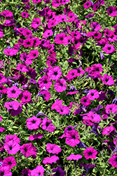 Easy Wave Violet Petunia (Petunia 'Easy Wave Violet') at The Green Spot Home & Garden