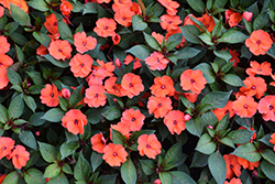 SunPatiens Vigorous Corona Impatiens (Impatiens 'SAKIMP008') at The Green Spot Home & Garden