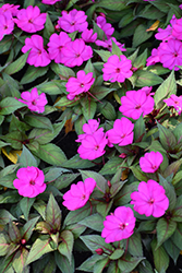 SunPatiens Compact Purple New Guinea Impatiens (Impatiens 'SAKIMP037') at The Green Spot Home & Garden