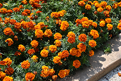 Fireball Marigold (Tagetes patula 'Fireball') at The Green Spot Home & Garden