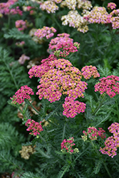 Sassy Summer Taffy Yarrow (Achillea 'Sassy Summer Taffy') at The Green Spot Home & Garden