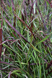 Cheyenne Sky Switch Grass (Panicum virgatum 'Cheyenne Sky') at The Green Spot Home & Garden