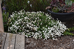 Peter Cottontail Yarrow (Achillea ptarmica 'Peter Cottontail') at The Green Spot Home & Garden