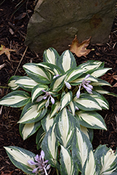 High Society Hosta (Hosta 'High Society') at The Green Spot Home & Garden