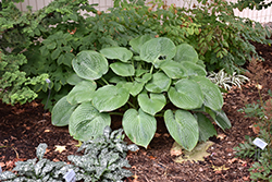 Humpback Whale Hosta (Hosta 'Humpback Whale') at The Green Spot Home & Garden