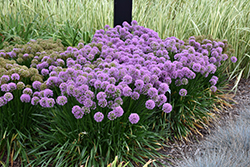 Millenium Ornamental Onion (Allium 'Millenium') at The Green Spot Home & Garden