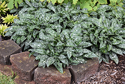 Twinkle Toes Lungwort (Pulmonaria 'Twinkle Toes') at The Green Spot Home & Garden