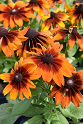 Autumn Colors Coneflower (Rudbeckia hirta 'Autumn Colors') at The Green Spot Home & Garden