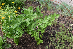 Celery (Apium graveolens) at The Green Spot Home & Garden