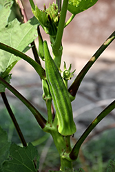 Okra (Abelmoschus esculentus) at The Green Spot Home & Garden