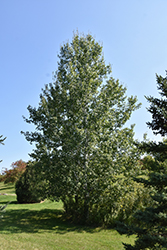 Trembling Aspen (Populus tremuloides) at The Green Spot Home & Garden