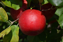 Haralred Apple (Malus 'Haralred') at The Green Spot Home & Garden
