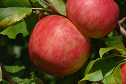 Haralson Apple (Malus 'Haralson') at The Green Spot Home & Garden