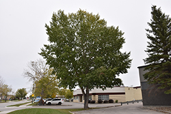 Northwest Poplar (Populus x jackii 'Northwest') at The Green Spot Home & Garden