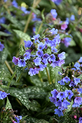 Trevi Fountain Lungwort (Pulmonaria 'Trevi Fountain') at The Green Spot Home & Garden