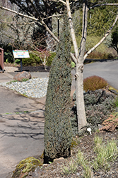 Compressa Juniper (Juniperus communis 'Compressa') at The Green Spot Home & Garden
