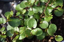 Big Leaf Creeping Wire Vine (Muehlenbeckia complexa 'Big Leaf') at The Green Spot Home & Garden