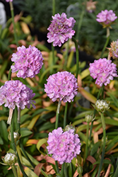 Dreameria Sweet Dreams False Sea Thrift (Armeria pseudarmeria 'Sweet Dreams') at The Green Spot Home & Garden