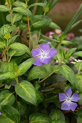 Maculata Periwinkle (Vinca major 'Maculata') at The Green Spot Home & Garden