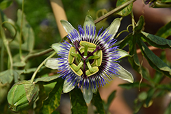 Blue Crown Passion Flower (Passiflora caerulea 'Blue Crown') at The Green Spot Home & Garden