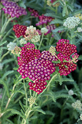 New Vintage Red Yarrow (Achillea millefolium 'Balvinred') at The Green Spot Home & Garden