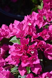 Vera Deep Purple Bougainvillea (Bougainvillea 'RPBOUG 327') at The Green Spot Home & Garden