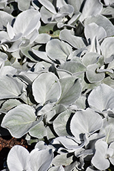 Angel Wings Senecio (Senecio candicans 'Senaw') at The Green Spot Home & Garden