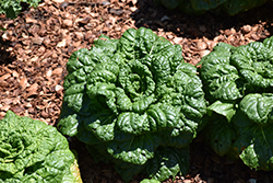 Asian Delight Pak Choi (Brassica rapa 'Asian Delight') at The Green Spot Home & Garden