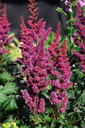 Visions in Red Chinese Astilbe (Astilbe chinensis 'Visions in Red') at The Green Spot Home & Garden