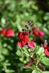 Lipstick Texas Sage (Salvia greggii 'Lipstick') at The Green Spot Home & Garden