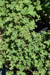 Lemon Scented Geranium (Pelargonium crispum 'Lemona') at The Green Spot Home & Garden