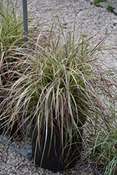 Cherry Sparkler Fountain Grass (Pennisetum setaceum 'Cherry Sparkler') at The Green Spot Home & Garden